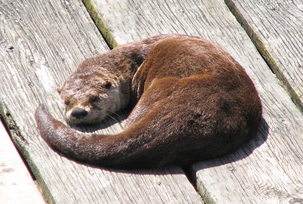 Photo of Lontra canadensis by Rosemary Taylor